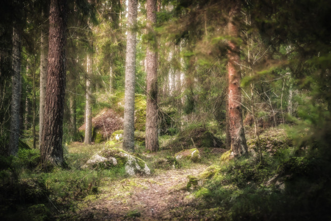 Обои картинки фото природа, лес, простор