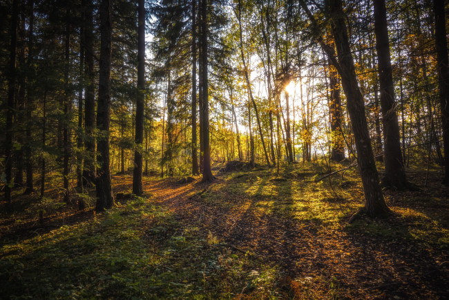 Обои картинки фото природа, лес, простор