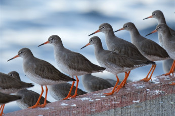 Картинка животные птицы птичы