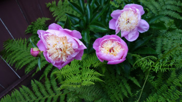 Картинка цветы пионы розовый