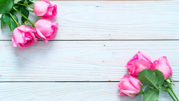 Картинка цветы розы бутоны