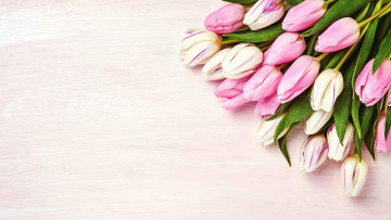 Картинка цветы тюльпаны бутоны