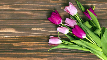 Картинка цветы тюльпаны бутоны