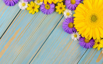 Картинка цветы разные+вместе космея хризантема гербера