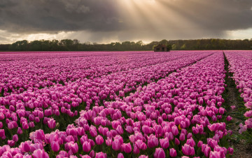 Картинка цветы тюльпаны