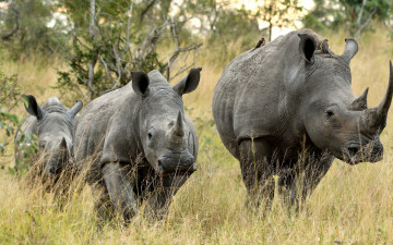 Картинка животные носороги