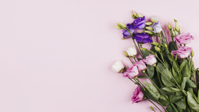 Обои картинки фото цветы, эустома, разноцветные