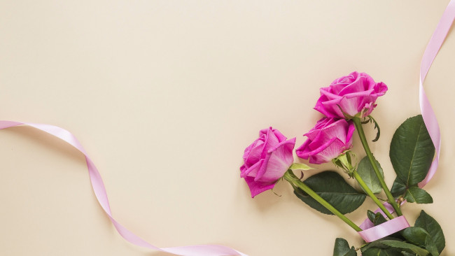 Обои картинки фото цветы, розы, бутоны