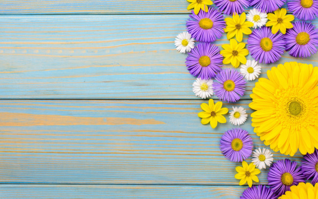 Обои картинки фото цветы, разные вместе, космея, хризантема, гербера