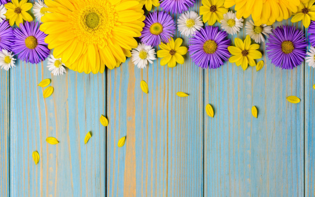 Обои картинки фото цветы, разные вместе, космея, хризантема, гербера