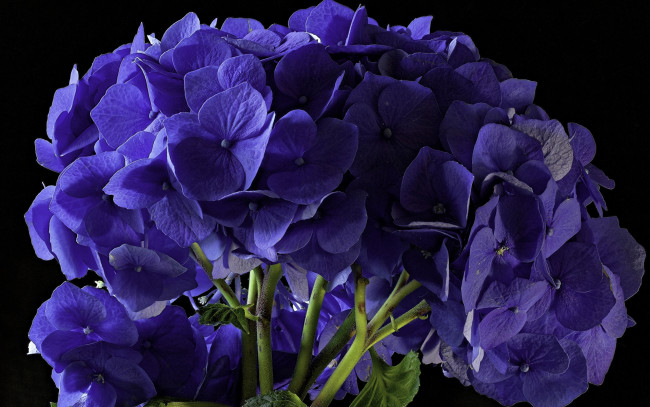 Обои картинки фото цветы, розы, розовый