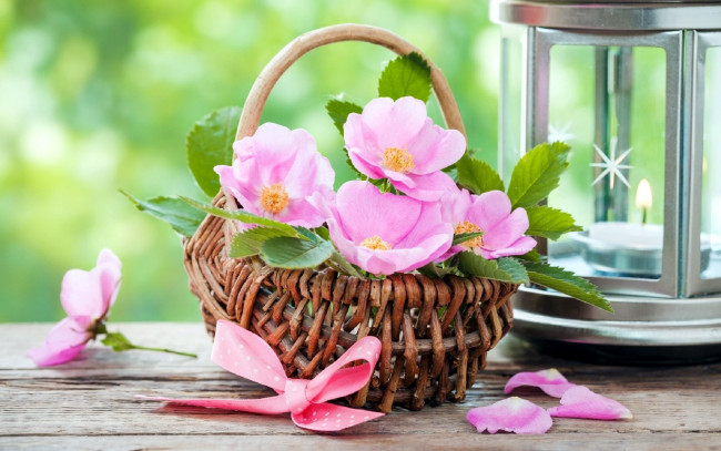 Обои картинки фото цветы, шиповник, розовый