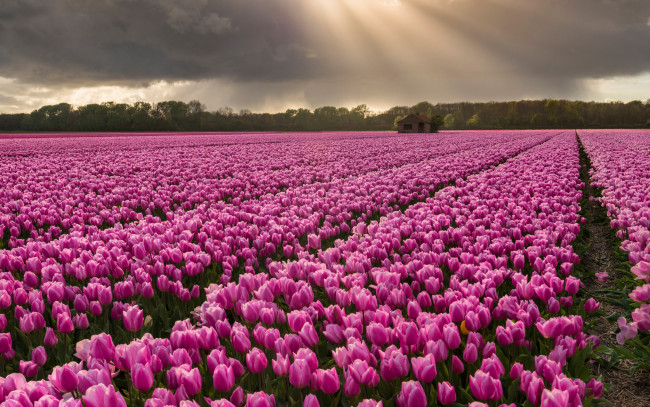 Обои картинки фото цветы, тюльпаны