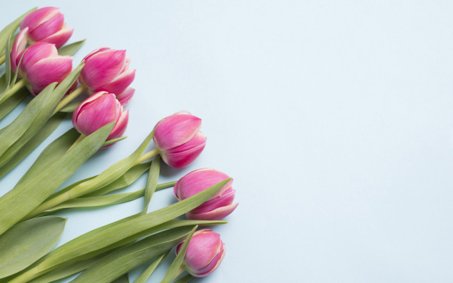 Обои картинки фото цветы, тюльпаны, бутоны