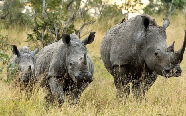 Обои картинки фото животные, носороги