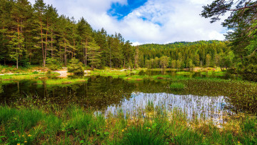 Картинка природа реки озера лес пруд трава