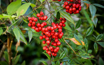 Картинка природа ягоды ветки красные