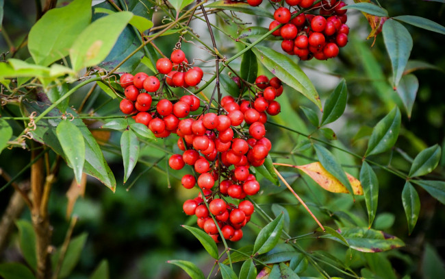 Обои картинки фото природа, ягоды, ветки, красные