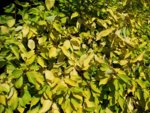 Картинка природа листья