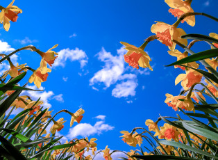 обоя цветы, нарциссы, весна