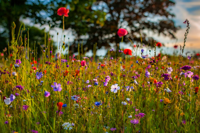 Обои картинки фото цветы, луговые , полевые,  цветы, луг