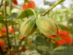 Картинка bebi цветы