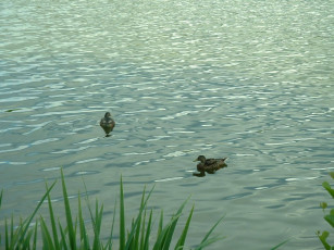 Картинка ente животные утки