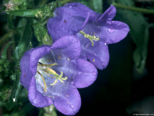 Картинка kolokoltschiki цветы колокольчики