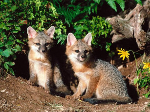 Картинка lisjata животные лисы