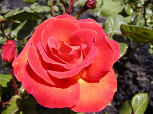 обоя roza, цветы, розы