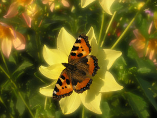 Картинка vdohnovenie животные бабочки