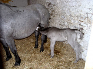 Картинка животные лошади