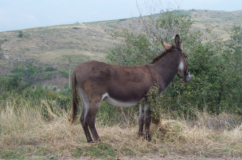 Картинка ischak животные ослы