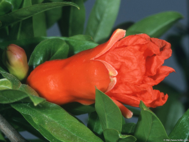 Обои картинки фото amareus, цветы, цветущие, деревья, кустарники