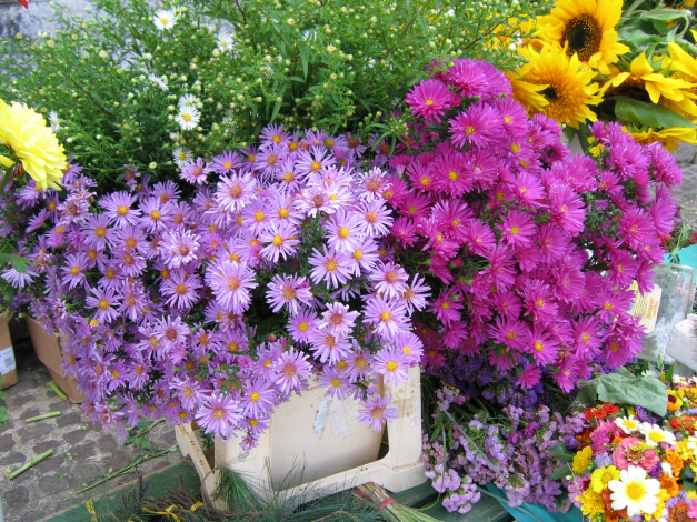 Обои картинки фото beszenno, цветы, разные, вместе