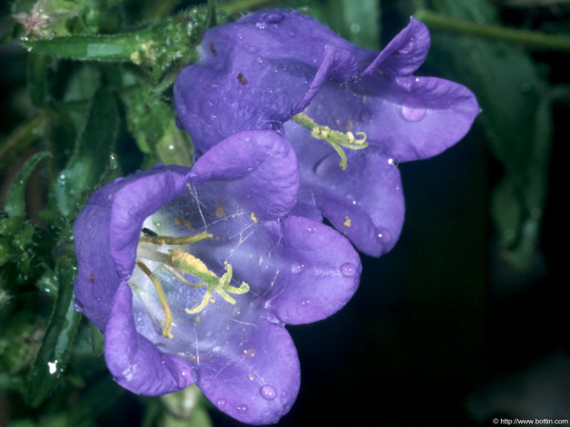 Обои картинки фото kolokoltschiki, цветы, колокольчики