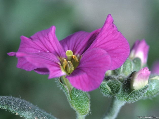 Обои картинки фото macro, цветы