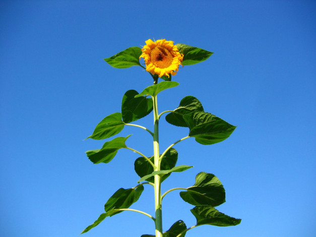 Обои картинки фото подсолнух, цветы, подсолнухи