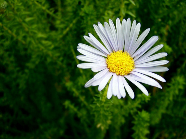 Обои картинки фото romaschka, цветы, ромашки