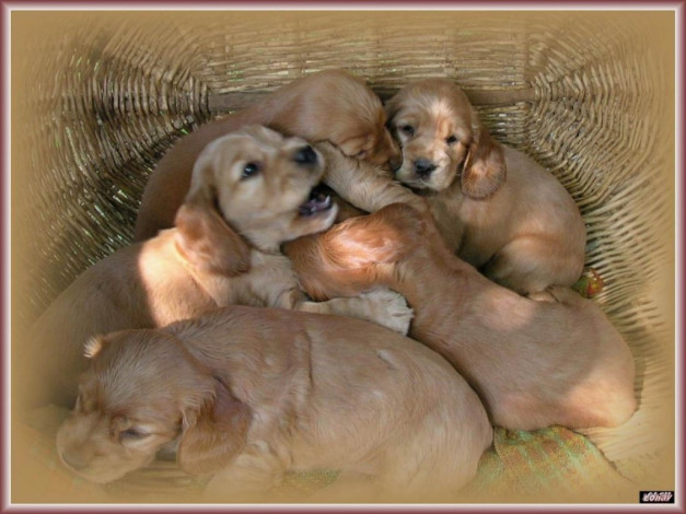 Обои картинки фото schenki, животные, собаки