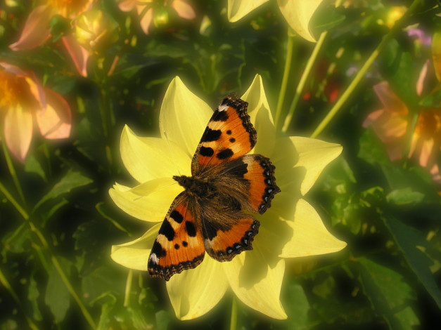 Обои картинки фото vdohnovenie, животные, бабочки