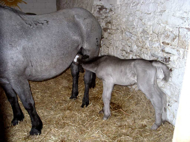 Обои картинки фото животные, лошади