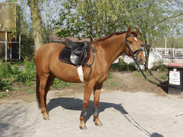 Обои картинки фото животные, лошади