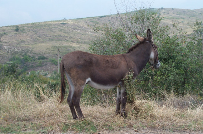 Обои картинки фото ischak, животные, ослы