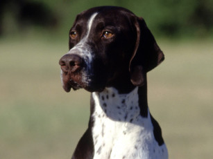 Картинка polly the pointer white and liver животные собаки
