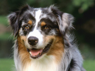 Картинка tack australian shepherd животные собаки