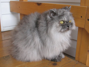 Картинка животные коты