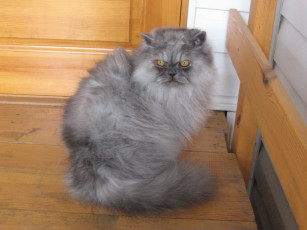 Картинка животные коты