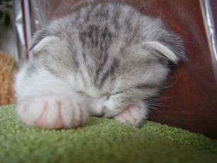 Картинка животные коты