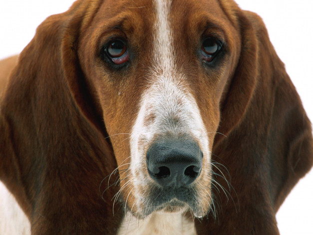 Обои картинки фото patient, eyes, basset, hound, животные, собаки